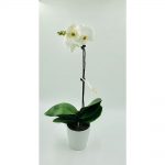 Single white phalaenopsis
