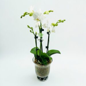 White phalaenopsis
