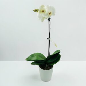 Single white phalaenopsis