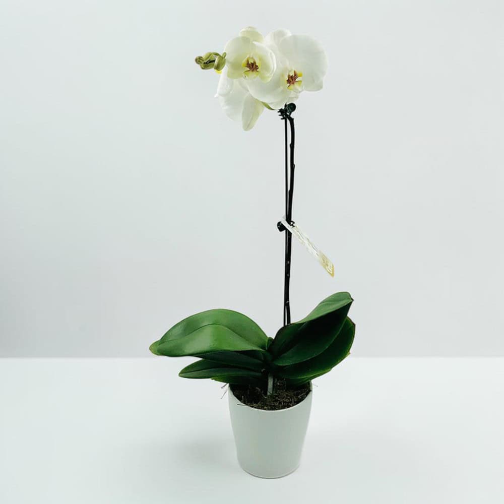Single white phalaenopsis 1 Single white phalaenopsis